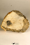 30753 - Nicely Preserved 0.72 Inch Leonaspis sp Middle Devonian Trilobite