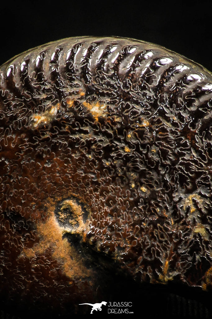 05027 - Beautiful Pyritized 1.20 Inch Unidentified Lower Cretaceous Ammonites