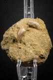 07683 - Great Association Cretolamna (mackerel shark) Tooth + Eremiasaurus (Mosasaur) Tooth in Matrix