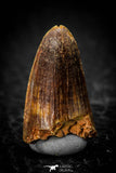 08098 - Well Preserved 0.83 Inch Elosuchus Cherifiensis Crocodile Tooth Cretaceous KemKem