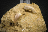 07683 - Great Association Cretolamna (mackerel shark) Tooth + Eremiasaurus (Mosasaur) Tooth in Matrix