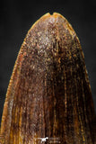 08098 - Well Preserved 0.83 Inch Elosuchus Cherifiensis Crocodile Tooth Cretaceous KemKem