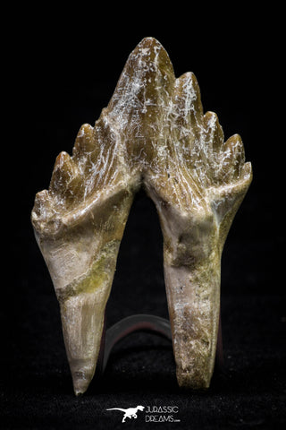 20585 -  Top Rare 2.62 Inch Pappocetus lugardi (Whale Ancestor) Molar Rooted Tooth