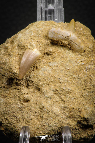 07683 - Great Association Cretolamna (mackerel shark) Tooth + Eremiasaurus (Mosasaur) Tooth in Matrix