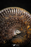 05027 - Beautiful Pyritized 1.20 Inch Unidentified Lower Cretaceous Ammonites