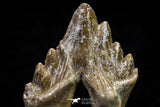 20585 -  Top Rare 2.62 Inch Pappocetus lugardi (Whale Ancestor) Molar Rooted Tooth