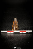 08099 - Top Quality 0.92 Inch Elosuchus Cherifiensis Crocodile Tooth Cretaceous KemKem