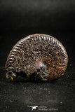 05028 - Beautiful Pyritized 1.44 Inch Unidentified Lower Cretaceous Ammonites