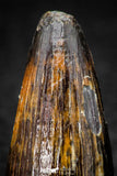 08099 - Top Quality 0.92 Inch Elosuchus Cherifiensis Crocodile Tooth Cretaceous KemKem