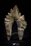 20586 -  Top Rare 2.44 Inch Pappocetus lugardi (Whale Ancestor) Molar Rooted Tooth