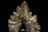 20586 -  Top Rare 2.44 Inch Pappocetus lugardi (Whale Ancestor) Molar Rooted Tooth