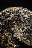 05028 - Beautiful Pyritized 1.44 Inch Unidentified Lower Cretaceous Ammonites