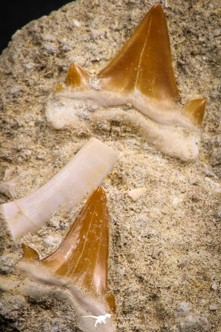 07684 - Finest Association 2 Cretolamna (mackerel shark) Teeth + Enchodus Tooth in Matrix