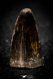 08099 - Top Quality 0.92 Inch Elosuchus Cherifiensis Crocodile Tooth Cretaceous KemKem