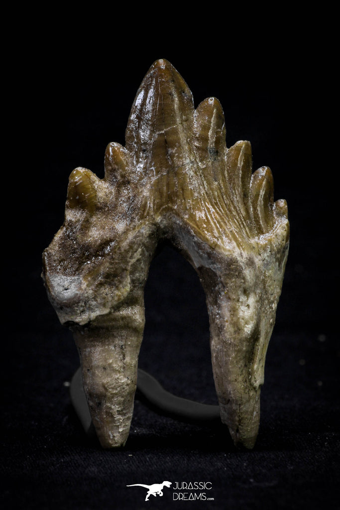 20586 -  Top Rare 2.44 Inch Pappocetus lugardi (Whale Ancestor) Molar Rooted Tooth