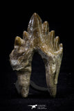 20586 -  Top Rare 2.44 Inch Pappocetus lugardi (Whale Ancestor) Molar Rooted Tooth