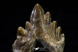 20586 -  Top Rare 2.44 Inch Pappocetus lugardi (Whale Ancestor) Molar Rooted Tooth