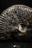 05029 - Beautiful Pyritized 1.69 Inch Unidentified Lower Cretaceous Ammonites