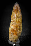 08100 - Top Quality 1.73 Inch Elosuchus Cherifiensis Crocodile Rooted Tooth Cretaceous KemKem