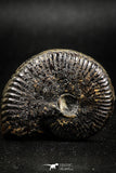 05029 - Beautiful Pyritized 1.69 Inch Unidentified Lower Cretaceous Ammonites
