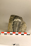 30754 - Top Beautiful 2.50 Inch Austerops sp Lower Devonian Trilobite