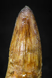 08100 - Top Quality 1.73 Inch Elosuchus Cherifiensis Crocodile Rooted Tooth Cretaceous KemKem