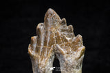 20587 -  Top Rare 2.54 Inch Pappocetus lugardi (Whale Ancestor) Molar Rooted Tooth