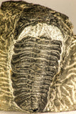 30754 - Top Beautiful 2.50 Inch Austerops sp Lower Devonian Trilobite