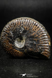 05029 - Beautiful Pyritized 1.69 Inch Unidentified Lower Cretaceous Ammonites