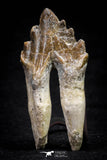 20587 -  Top Rare 2.54 Inch Pappocetus lugardi (Whale Ancestor) Molar Rooted Tooth