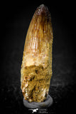 08100 - Top Quality 1.73 Inch Elosuchus Cherifiensis Crocodile Rooted Tooth Cretaceous KemKem