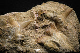 88441 - Top Beautiful Association of 2 Cretolamna shark Teeth + Stephanodus Dentary Bone Late Cretaceous