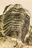 30754 - Top Beautiful 2.50 Inch Austerops sp Lower Devonian Trilobite