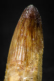 08100 - Top Quality 1.73 Inch Elosuchus Cherifiensis Crocodile Rooted Tooth Cretaceous KemKem