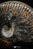 05029 - Beautiful Pyritized 1.69 Inch Unidentified Lower Cretaceous Ammonites