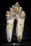 20587 -  Top Rare 2.54 Inch Pappocetus lugardi (Whale Ancestor) Molar Rooted Tooth
