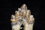 20587 -  Top Rare 2.54 Inch Pappocetus lugardi (Whale Ancestor) Molar Rooted Tooth