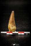 08101 - Beautiful 1.75 Inch Elosuchus Cherifiensis Crocodile Tooth Cretaceous KemKem