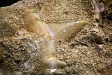 88441 - Top Beautiful Association of 2 Cretolamna shark Teeth + Stephanodus Dentary Bone Late Cretaceous