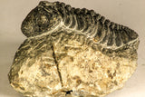 30754 - Top Beautiful 2.50 Inch Austerops sp Lower Devonian Trilobite