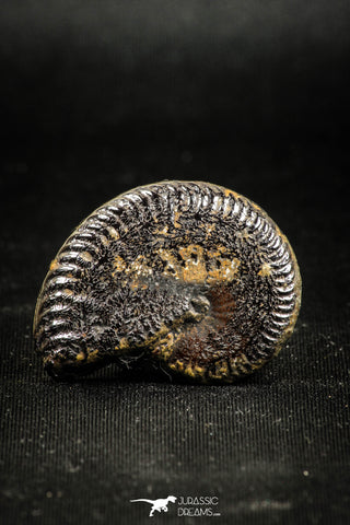 05030 - Beautiful Pyritized 1.33 Inch Unidentified Lower Cretaceous Ammonites