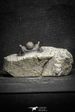22044 - Top Well Prepared 1.61 Inch Cyphaspis (Otarion) cf. boutscharafinense Devonian Trilobite