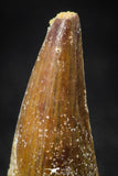 08101 - Beautiful 1.75 Inch Elosuchus Cherifiensis Crocodile Tooth Cretaceous KemKem