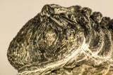 30754 - Top Beautiful 2.50 Inch Austerops sp Lower Devonian Trilobite