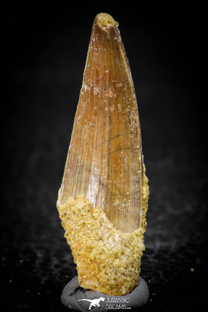 08101 - Beautiful 1.75 Inch Elosuchus Cherifiensis Crocodile Tooth Cretaceous KemKem