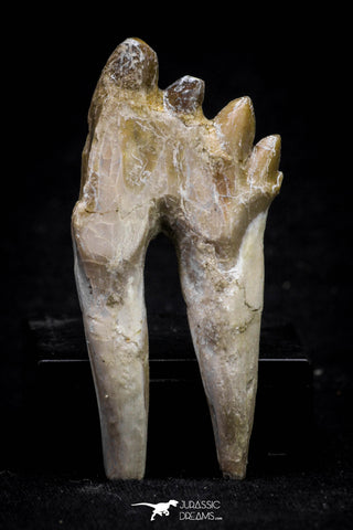 20588 -  Top Rare 2.33 Inch Pappocetus lugardi (Whale Ancestor) Molar Rooted Tooth