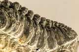 30754 - Top Beautiful 2.50 Inch Austerops sp Lower Devonian Trilobite
