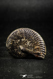 05030 - Beautiful Pyritized 1.33 Inch Unidentified Lower Cretaceous Ammonites