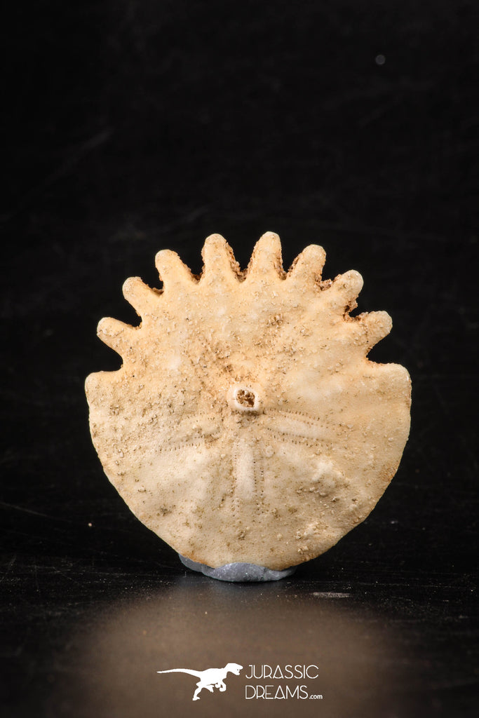 88235 - Top Beautiful 1.52 Inch Heliophora orbicularis (Urchin) Upper Pliocene