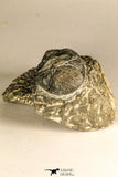 30754 - Top Beautiful 2.50 Inch Austerops sp Lower Devonian Trilobite